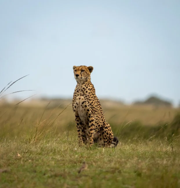 Majestic Creatures of the African Savanna